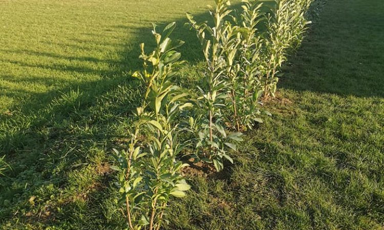 Plantation d'une haie de Laurier